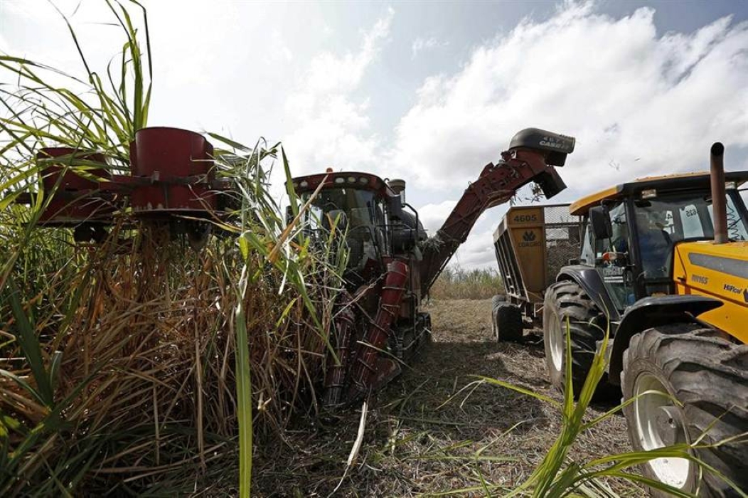 Brazil Turns Sugarcane Into a Geopolitical Shield Against Oil Panic