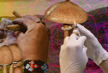 La encrucijada psicodélica de México: Implicaciones para el futuro de la política de drogas en América Latina