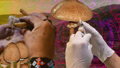 Mexico’s Psychedelic Crossroads: Implications for the Future of Latin America’s Drug Policy