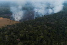 Brazil Turns Bankers Into Forest Guards as Amazon Politics Harden