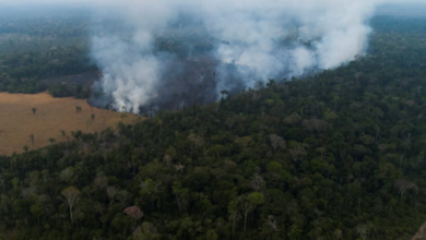 Brasil convierte a banqueros en guardianes del bosque mientras se endurece la política amazónica