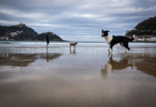 Brasil convierte la custodia de mascotas en una medida del amor moderno