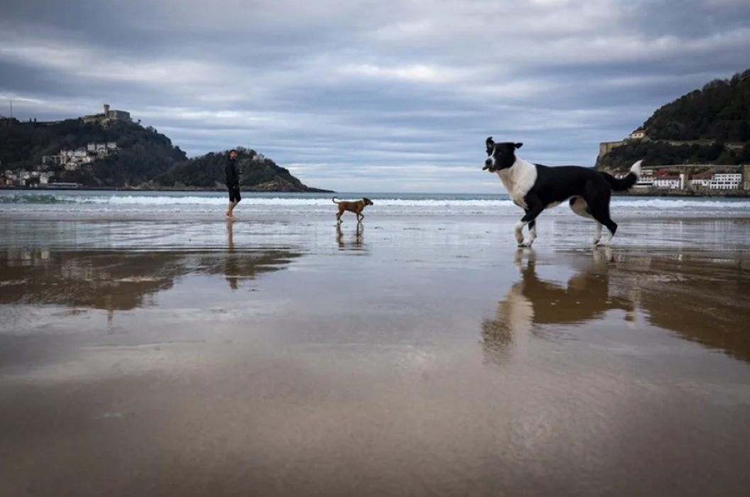 Brazil Turns Pet Custody into a Measure of Modern Love
