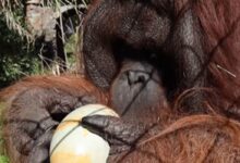 Chile convierte la búsqueda de huevos de Pascua en un teatro animal con una lección seria