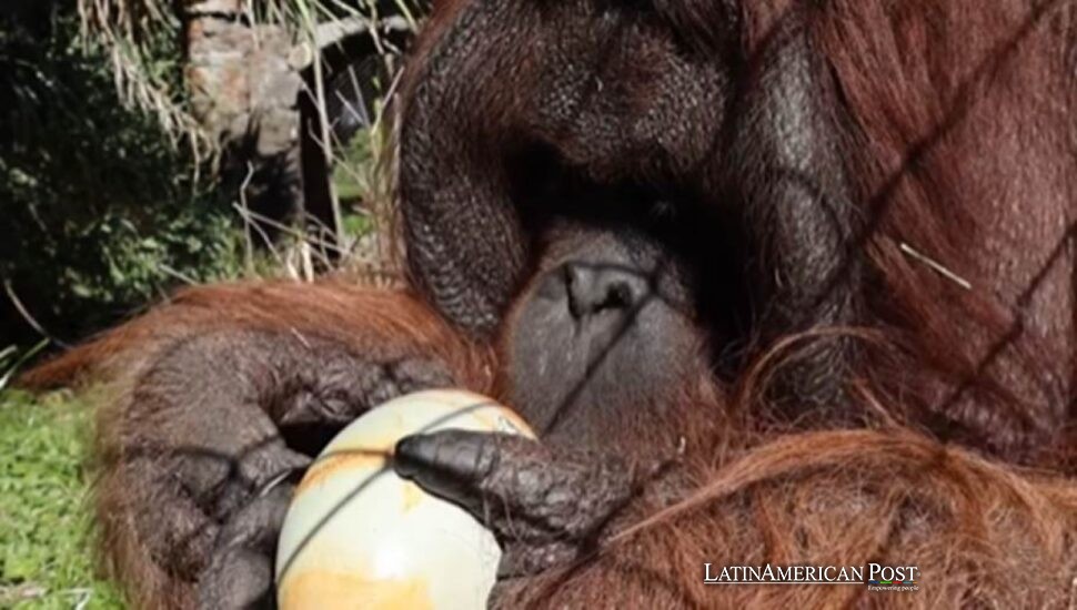 Chile Turns Easter Egg Hunt into Animal Theater with a Serious Lesson