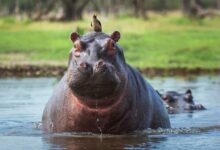 Colombia enfrenta a los hipopótamos de Escobar mientras el turismo choca con la realidad ecológica