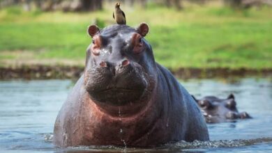 Colombia Faces Escobar’s Hippos as Tourism Collides with Ecological Reality Colombia Faces Escobar’s Hippos as Tourism Collides with Ecological Reality
