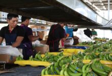 Panama Banana Jobs Return, but Bocas del Toro Still Trembles