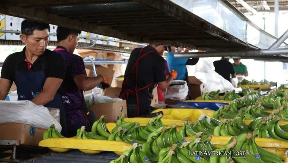 Panama Banana Jobs Return, but Bocas del Toro Still Trembles