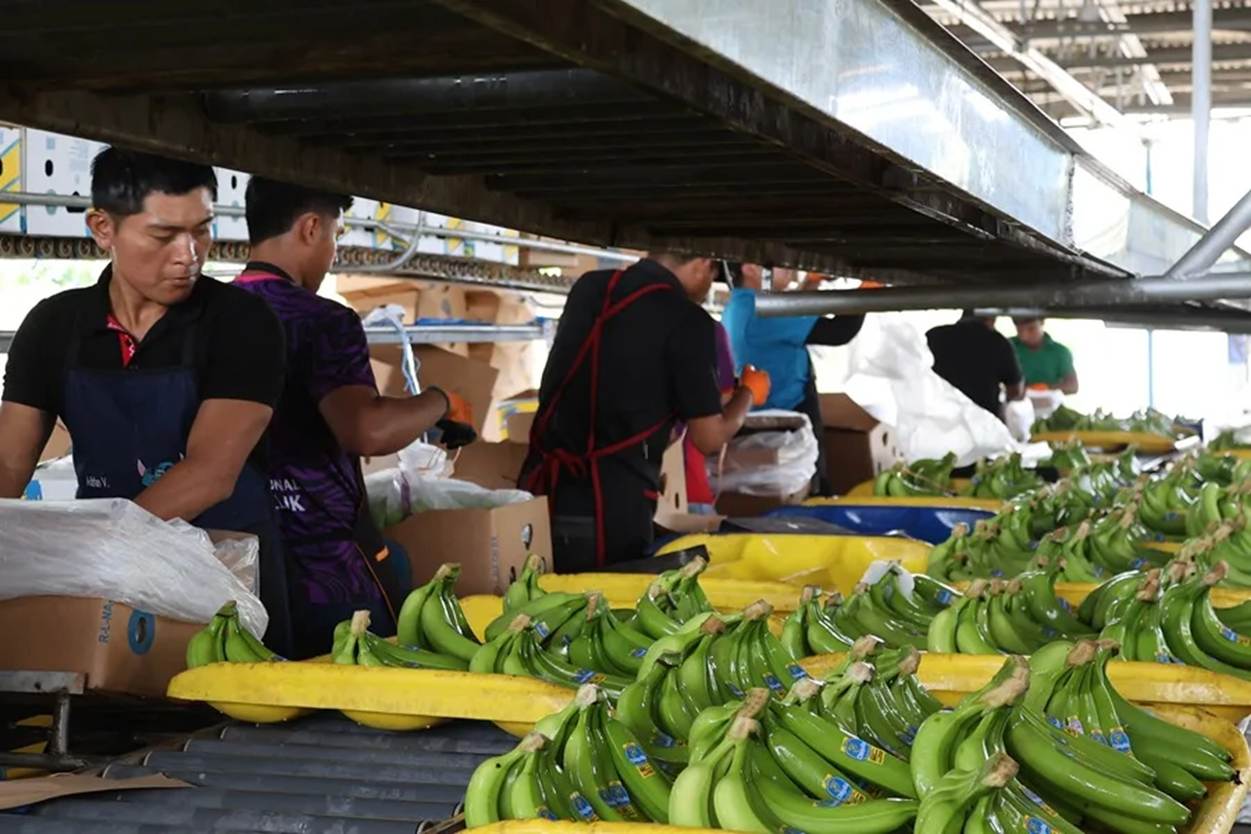 Panama Banana Jobs Return, but Bocas del Toro Still Trembles