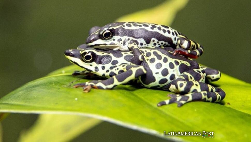 Ecuador Saves Frogs While the Ground Beneath Them Keeps Shifting