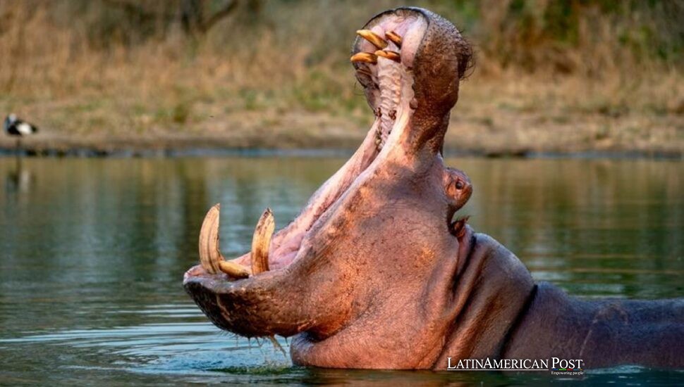 Colombia’s Escobar Hippos May Fly East as Old Crimes Resurface