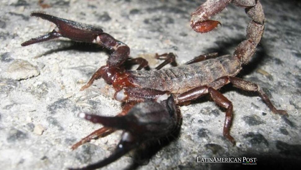 México convierte el veneno de escorpión y el picante del habanero en armas contra superbacterias mortales