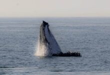 Australia and Brazil Whale Journey Reveals the Ocean Mystery Map