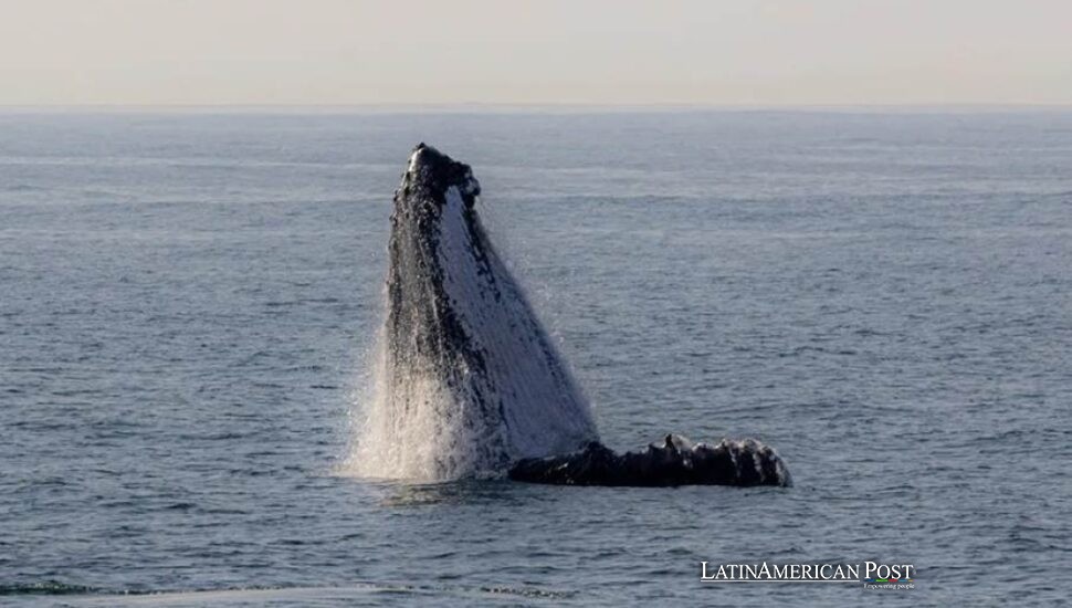 Australia and Brazil Whale Journey Reveals the Ocean Mystery Map