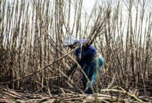 Mexican Sugar War Turns Fructose Fight Into a Trade Test