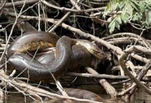 La historia no contada de cómo una grabación de Will Smith llevó al descubrimiento de una anaconda en la Amazonía ecuatoriana