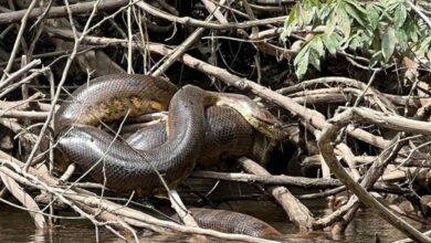 La historia no contada de cómo una grabación de Will Smith llevó al descubrimiento de una anaconda en la Amazonía ecuatoriana La historia no contada de cómo una grabación de Will Smith llevó al descubrimiento de una anaconda en la Amazonía ecuatoriana