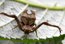 Angelina Jolie Meets Her Horned Spider Namesake in Ecuador’s Andes
