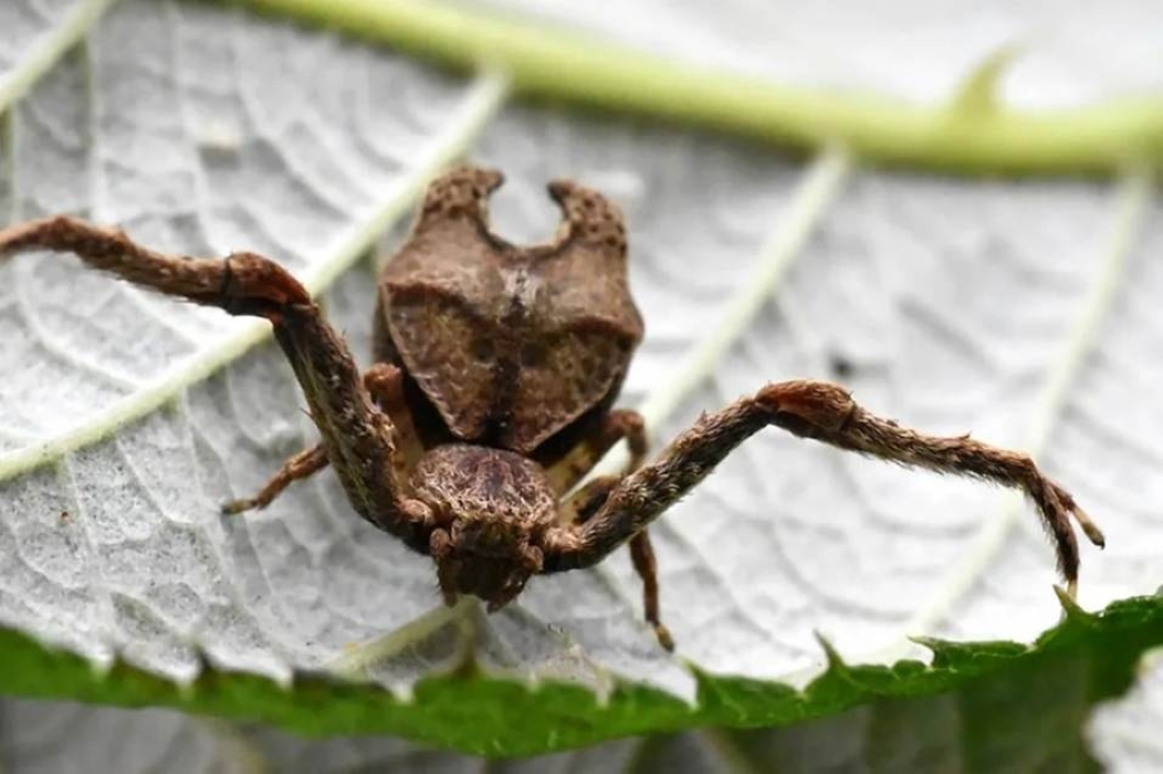 Angelina Jolie Meets Her Horned Spider Namesake in Ecuador’s Andes