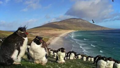 Malvinas Return to the OAS Table Without Moving an Inch