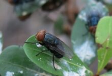 Mexico Breeds Sterile Flies to Save Cattle Trade and Trust Mexico Breeds Sterile Flies to Save Cattle Trade and Trust