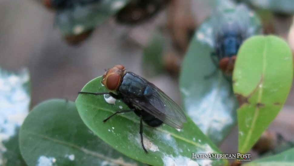 Mexico Breeds Sterile Flies to Save Cattle Trade and Trust