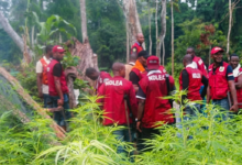 Mexico’s Meth Expertise Takes Root Deep in Nigeria’s Hidden Forests
