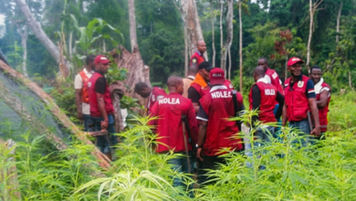 La experiencia mexicana en metanfetaminas echa raíces en los bosques ocultos de Nigeria