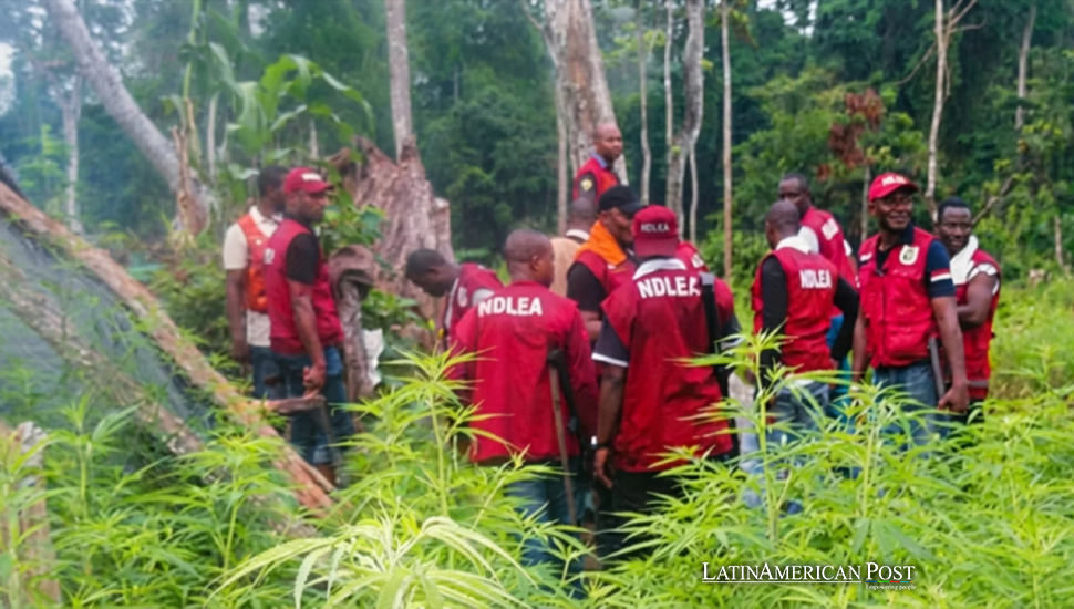 La experiencia mexicana en metanfetaminas echa raíces en los bosques ocultos de Nigeria