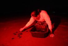 El Salvador’s Turtle Guardians Turn Egg Trade Into Coastal Survival