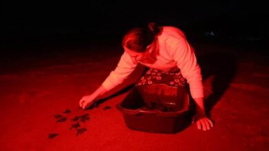 El Salvador’s Turtle Guardians Turn Egg Trade Into Coastal Survival El Salvador’s Turtle Guardians Turn Egg Trade Into Coastal Survival