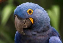 South American Blue Macaws Find Unlikely Refuge Beneath Belgium’s Glass