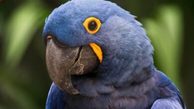 Guacamayos azules sudamericanos encuentran un refugio inesperado bajo el vidrio de Bélgica Guacamayos azules sudamericanos encuentran un refugio inesperado bajo el vidrio de Bélgica