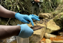 América Latina combate el oro ilegal mientras los ríos se convierten en escenas del crimen