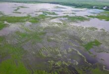 Colombia encuentra la democracia del agua bajo los antiguos campos elevados de La Mojana