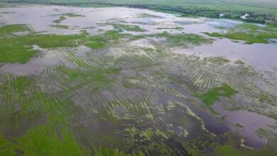 Colombia Finds Water Democracy Beneath La Mojana’s Ancient Raised Fields