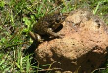 Chile and Argentina Power Link Stalls Over Endangered Pehuenche Frog Chile and Argentina Power Link Stalls Over Endangered Pehuenche Frog