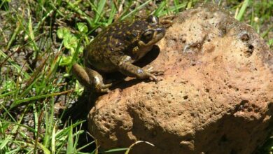 Chile and Argentina Power Link Stalls Over Endangered Pehuenche Frog Chile and Argentina Power Link Stalls Over Endangered Pehuenche Frog