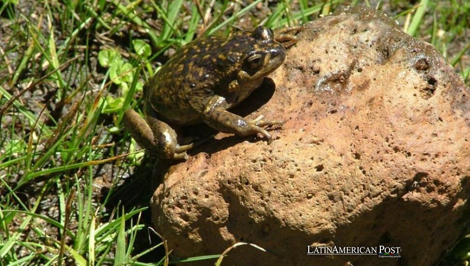 Chile and Argentina Power Link Stalls Over Endangered Pehuenche Frog