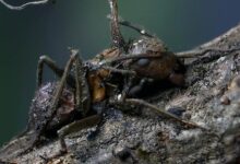Los hongos zombis de México convierten hormigas en pesadillas vivientes dignas de Del Toro