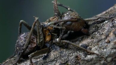 Mexico’s Zombie Fungi Turn Ants Into Living Del Toro Nightmares