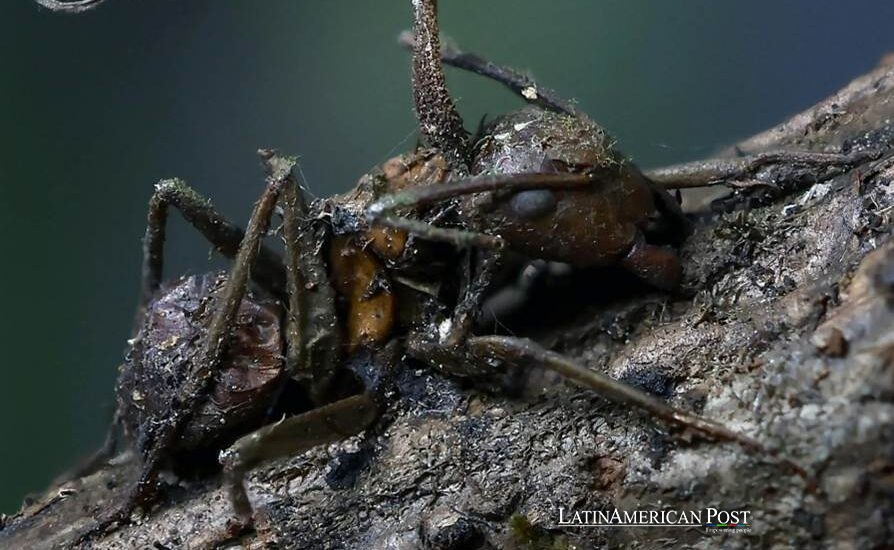 Mexico’s Zombie Fungi Turn Ants Into Living Del Toro Nightmares