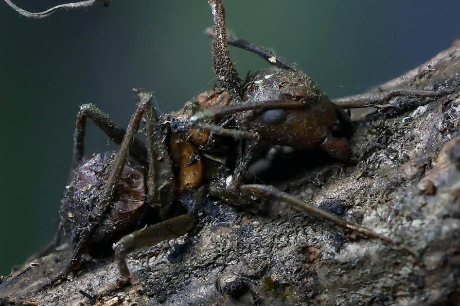 Mexico’s Zombie Fungi Turn Ants Into Living Del Toro Nightmares