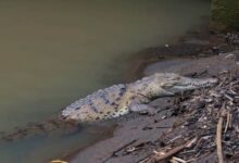 Los cocodrilos de Panamá se vuelven virales mientras la ciudad invade sus ríos