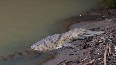 Los cocodrilos de Panamá se vuelven virales mientras la ciudad invade sus ríos