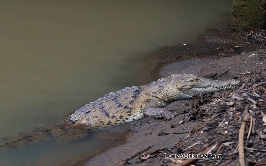 Panama’s Crocodiles Go Viral as the City Invades Their Rivers