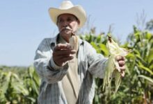Agricultores de El Salvador ven cómo El Niño convierte el maíz en polvo