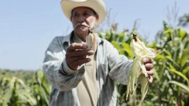 El Salvador Farmers Watch El Niño Turn Corn into Dust