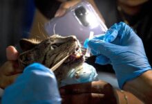 Mascotas esperan tras las rejas en Venezuela a que sus familias regresen tras el terremoto